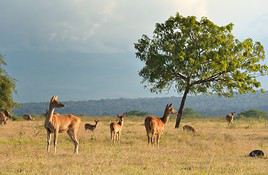 Parc national de Baluran, Indonésie