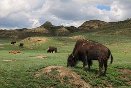 Parc national Theodore Roosevelt, Dakota du Nord, États-Unis