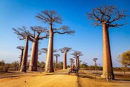 All&eacute;e des baobabs, Madagascar