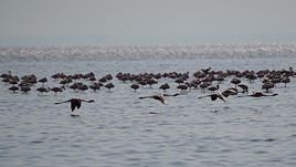 Lac Natron, Tanzanie
