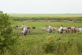 Llanos, Venezuela