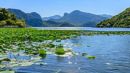 Lac de Shkoder, Albanie