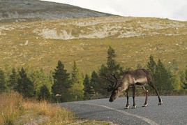 Parc national de Pallas-Yllästunturi, Finlande