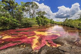 Cano cristales, Colombie