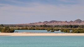 R&eacute;serve de Sir Bani Yas, &Eacute;mirats Arabes Unis