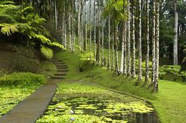 Jardin de Balata, Martinique