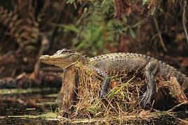 R&eacute;serve faunique d'Okefenokee, Georgie, &Eacute;tats-Unis