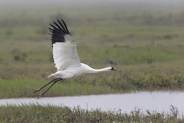 Refuge faunique Aransas, Texas, &Eacute;tats-Unis