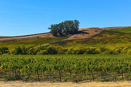 Napa Valley, Californie, États-Unis