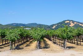 Sonoma Valley, Californie, États-Unis