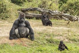 Vall&eacute;e des singes, Vienne, France