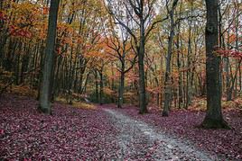For&ecirc;t de Meudon, Hauts-de-Seine, France