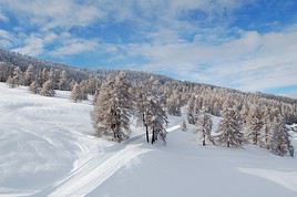 La For&ecirc;t Blanche, Hautes-Alpes, France