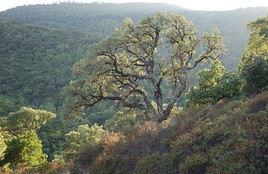 Massif des Maures, Var, France