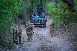 Parc national de Ranthambore, Inde