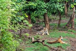 Parc national de Sariska, Inde