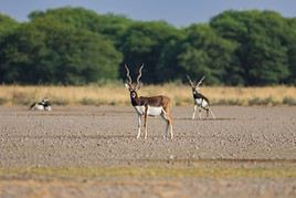 Parc national de Blackbuck, Inde