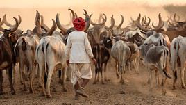 Rann of Kutch, Inde