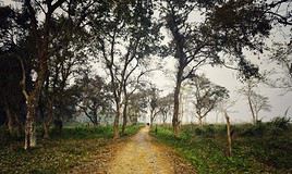 Parc national de Gorumara, Inde