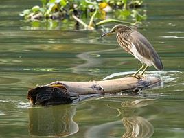 R&eacute;serve ornithologique de Kumarakom, Inde