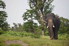 Parc national de Mudumalai, Inde