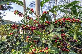 Plantations de café, Cuba