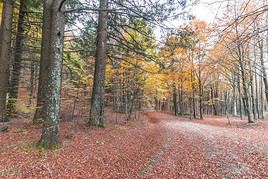 Parc des Foreste Casentinesi, Monte Falterona et Campigna, Italie