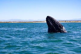 Sanctuaire des baleines d'El Vizcaino, Mexique