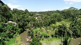 Rivi&egrave;re Ayung, Indon&eacute;sie