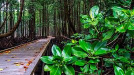 Parc national de Kutai, Indon&eacute;sie