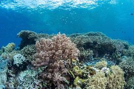 Parc national de Wakatobi, Indon&eacute;sie