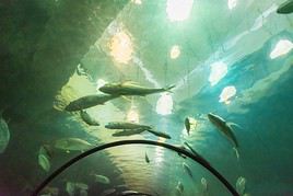 Aquarium de Phuket, Tha&iuml;lande