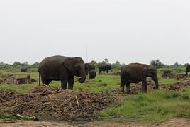 Parc national de Way Kambas, Indon&eacute;sie