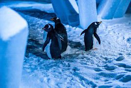 Biod&ocirc;me de Montr&eacute;al, Montr&eacute;al, Qu&eacute;bec, Canada