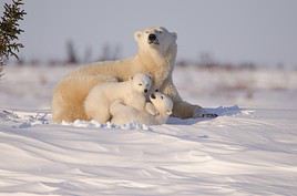 Parc national Wapusk, Churchill, Manitoba, Canada