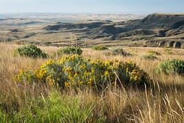 Parc national des Prairies, Saskatchewan, Canada