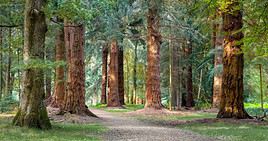 Parc national New Forest, Grande Bretagne