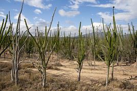 R&eacute;serve de Berenty, Madagascar