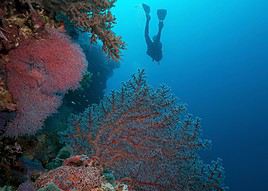 Parc marin de Tubbataha Reef, Philippines