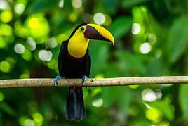 Parc national de Carara, Costa Rica