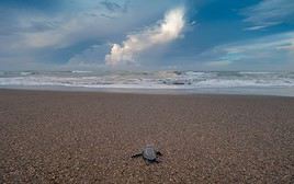 Réserve d'Ostional, Costa Rica