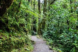 Parc national Tapanti, Costa Rica