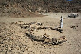 Parc national Wadi el Gemal, &Eacute;gypte