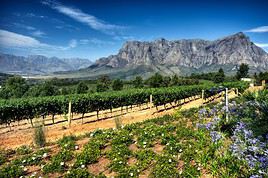 Stellenbosh, Afrique du Sud