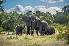 Parc national des &Eacute;l&eacute;phants d'Addo, Afrique du Sud