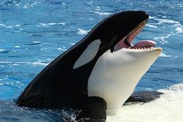 SeaWorld, San Diego, Californie, &Eacute;tats-Unis