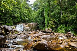 Réserve forestière de Sinharaja, Sri Lanka