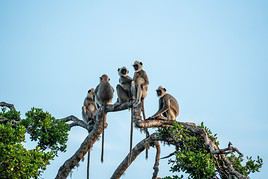 Parc national de Bundala, Sri Lanka