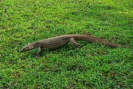 Parc national de Wilpattu, Sri Lanka