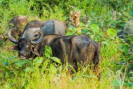 Parc national de Uda Walawe, Sri Lanka